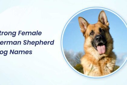 Strong Female German Shepherd Dog Names