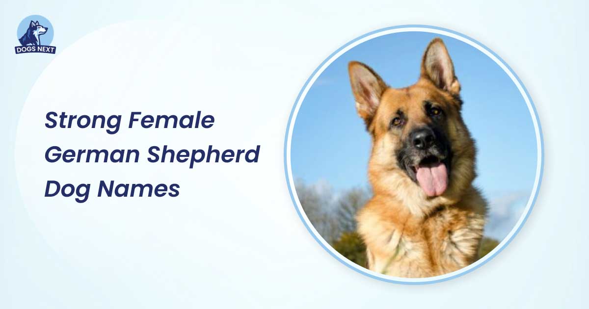 Strong Female German Shepherd Dog Names