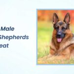 when do male german shepherds go into heat