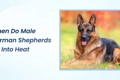 when do male german shepherds go into heat