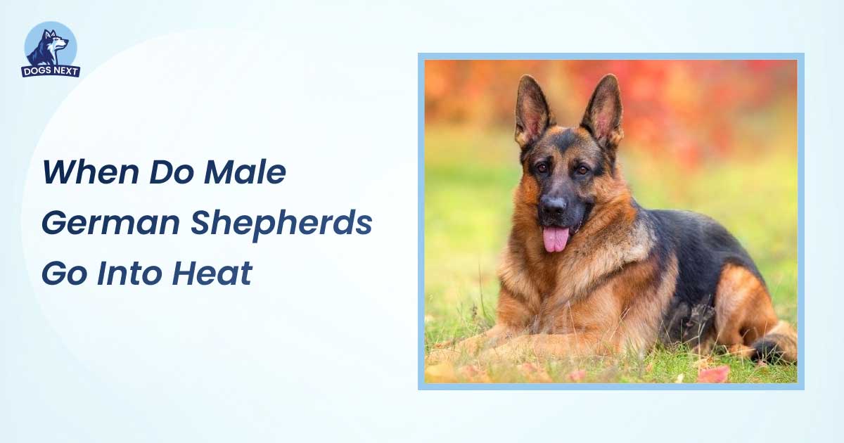 when do male german shepherds go into heat