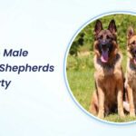 when do male german shepherds hit puberty