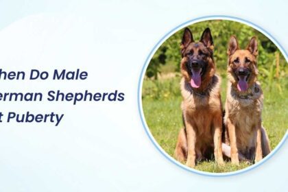 when do male german shepherds hit puberty