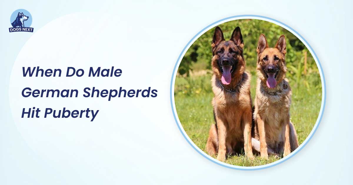 when do male german shepherds hit puberty