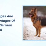 advantages and disadvantages of female german shepherd