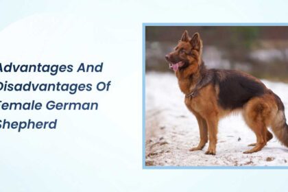 advantages and disadvantages of female german shepherd