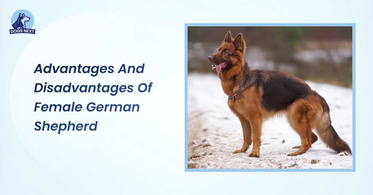 advantages and disadvantages of female german shepherd