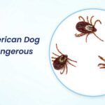 Are American Dog Ticks Dangerous to Dogs