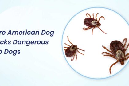 Are American Dog Ticks Dangerous to Dogs