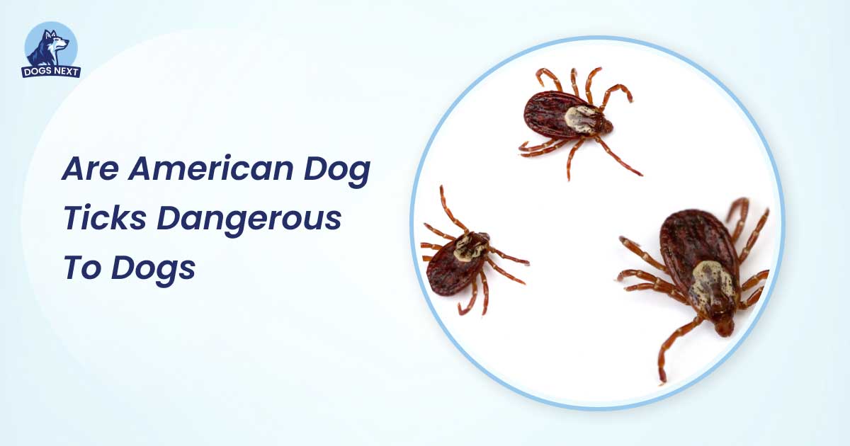 Are American Dog Ticks Dangerous to Dogs