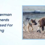 Are German Shepherds Still Used for Herding