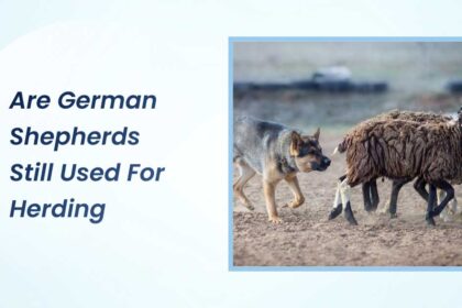 Are German Shepherds Still Used for Herding