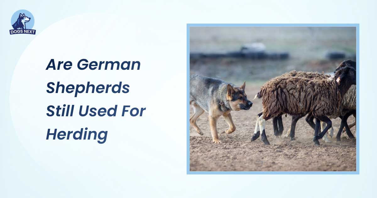 Are German Shepherds Still Used for Herding