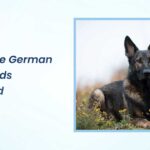 Are Sable German Shepherds Purebred