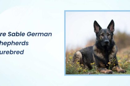 Are Sable German Shepherds Purebred