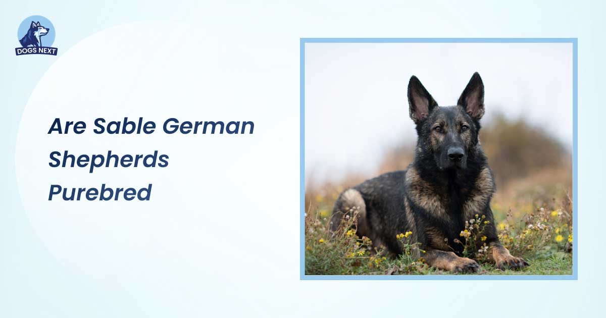 Are Sable German Shepherds Purebred