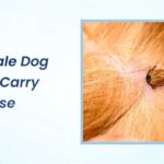 Do Male Dog Ticks Carry Disease