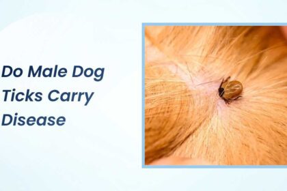 Do Male Dog Ticks Carry Disease