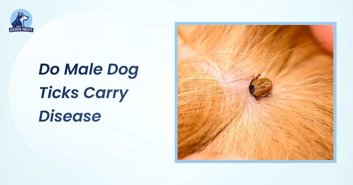 Do Male Dog Ticks Carry Disease