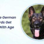 Do Sable German Shepherds Get Darker With Age