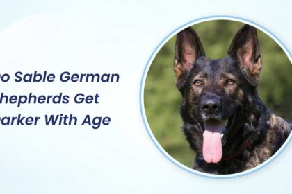 Do Sable German Shepherds Get Darker With Age