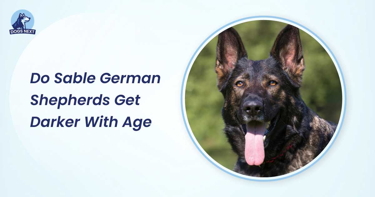 Do Sable German Shepherds Get Darker With Age