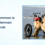 how common is dm in german shepherds