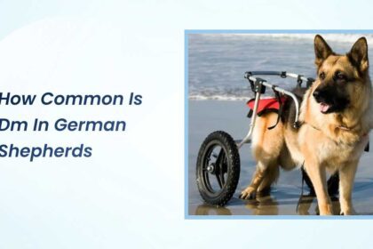 how common is dm in german shepherds