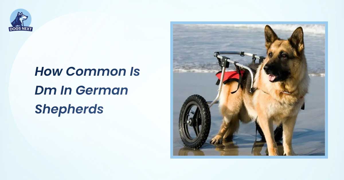 how common is dm in german shepherds