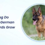 how long do female german shepherds grow