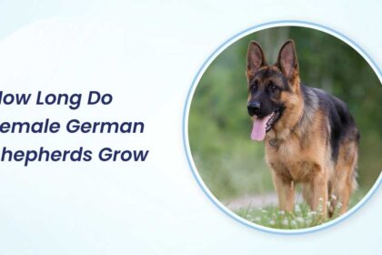 how long do female german shepherds grow