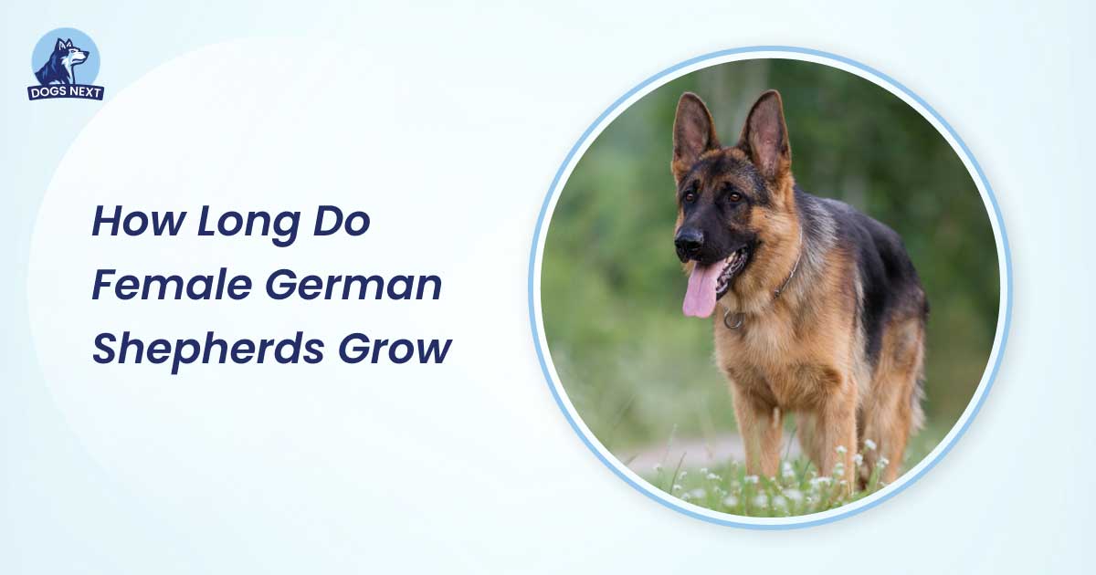 how long do female german shepherds grow