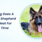 How Long Does a German Shepherd Stay in Heat for the First Time