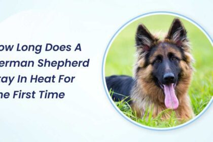 How Long Does a German Shepherd Stay in Heat for the First Time