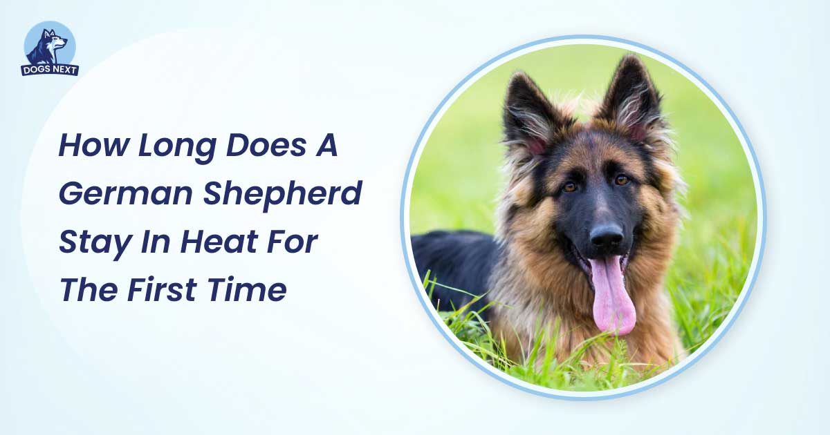 How Long Does a German Shepherd Stay in Heat for the First Time