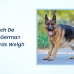 how much do female german shepherds weigh