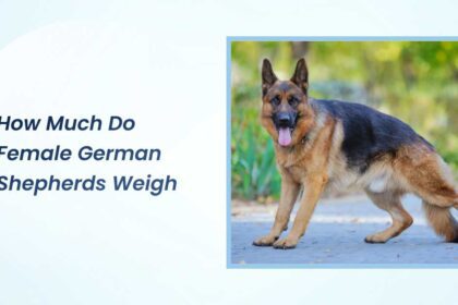 how much do female german shepherds weigh