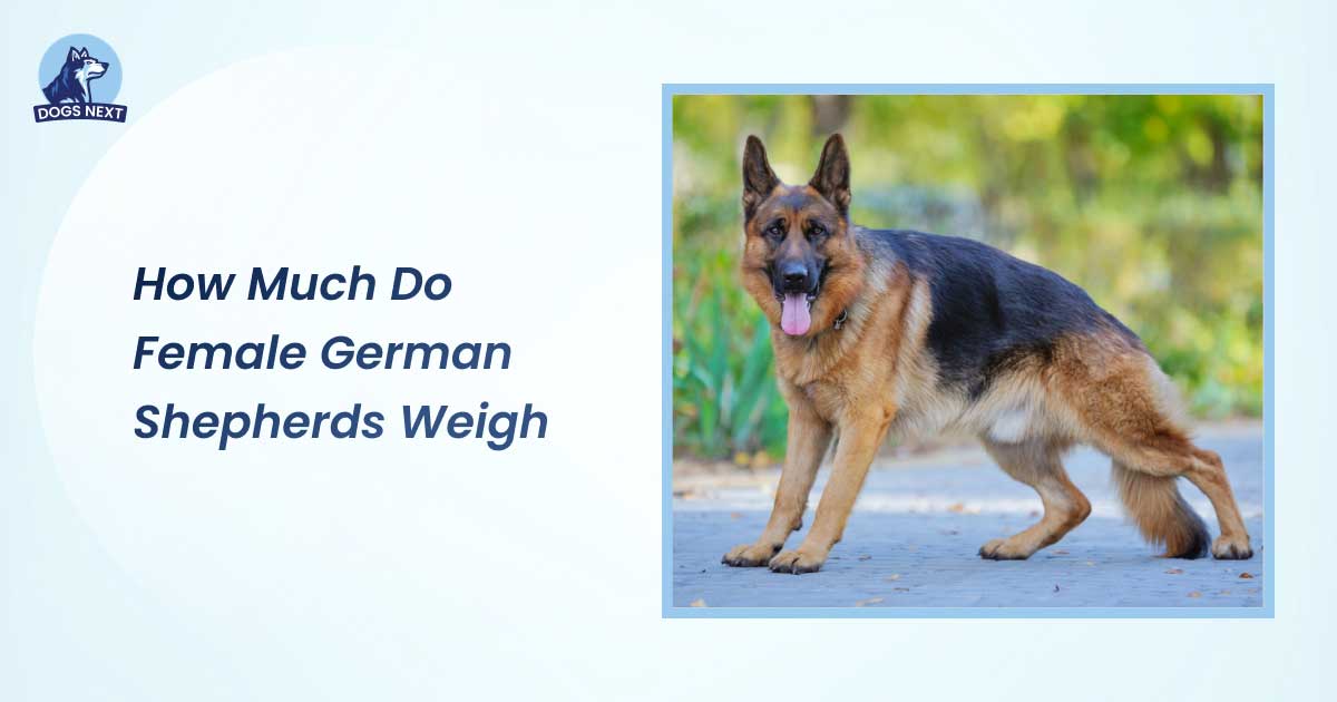 how much do female german shepherds weigh