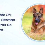 how often do female german shepherds go into heat