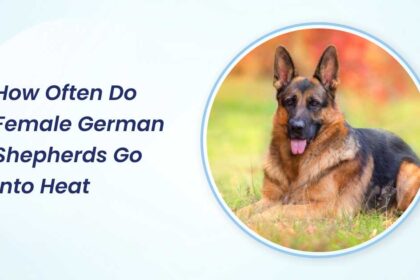 how often do female german shepherds go into heat