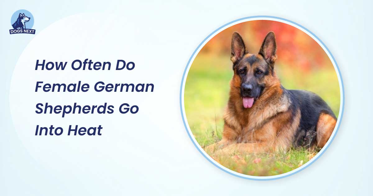 how often do female german shepherds go into heat