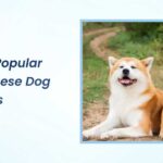 Most Popular Japanese Dog Breeds