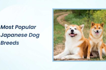 Most Popular Japanese Dog Breeds