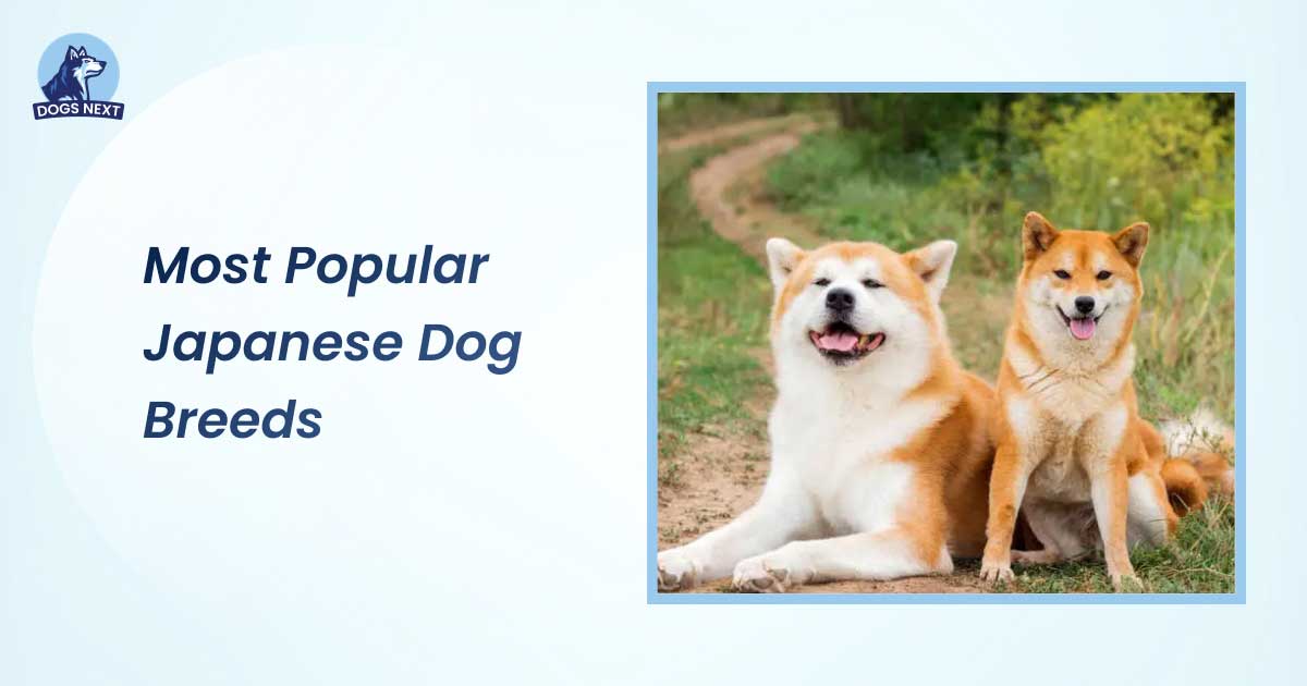 Most Popular Japanese Dog Breeds