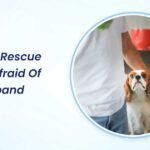 My New Rescue Dog is Afraid of My Husband