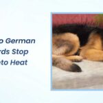 When Do German Shepherds Stop Going Into Heat