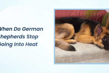 When Do German Shepherds Stop Going Into Heat