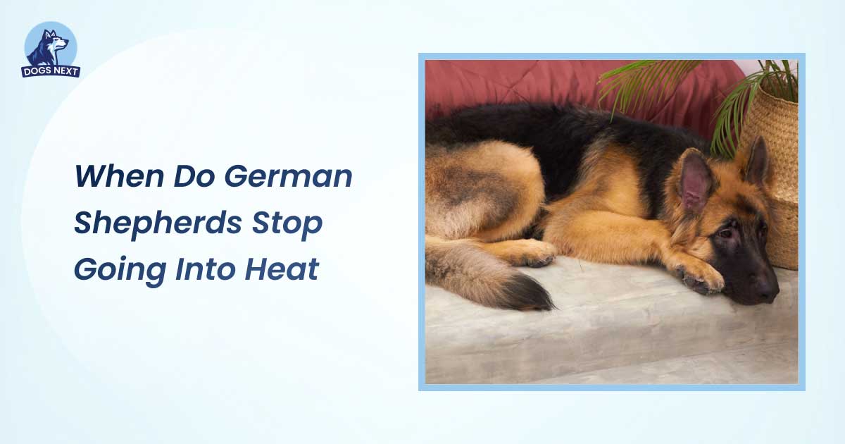 When Do German Shepherds Stop Going Into Heat