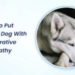 when to put down a dog with degenerative myelopathy