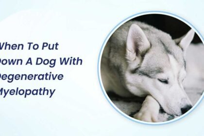 when to put down a dog with degenerative myelopathy